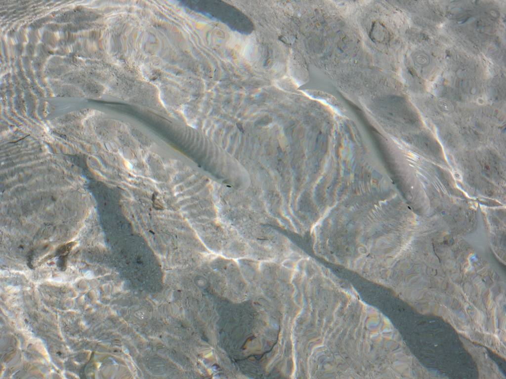 Isle of Pines: Fish